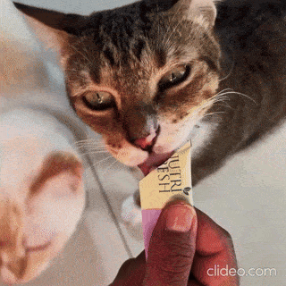 Dia Internacional dos Gatos